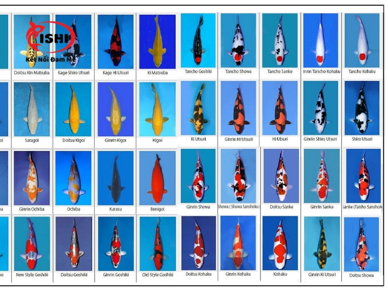 Các loại cá Koi tại Ishi Koi Farm