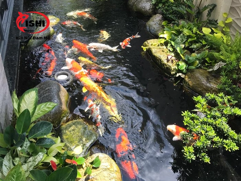 Lưu ý khi mua cá Koi