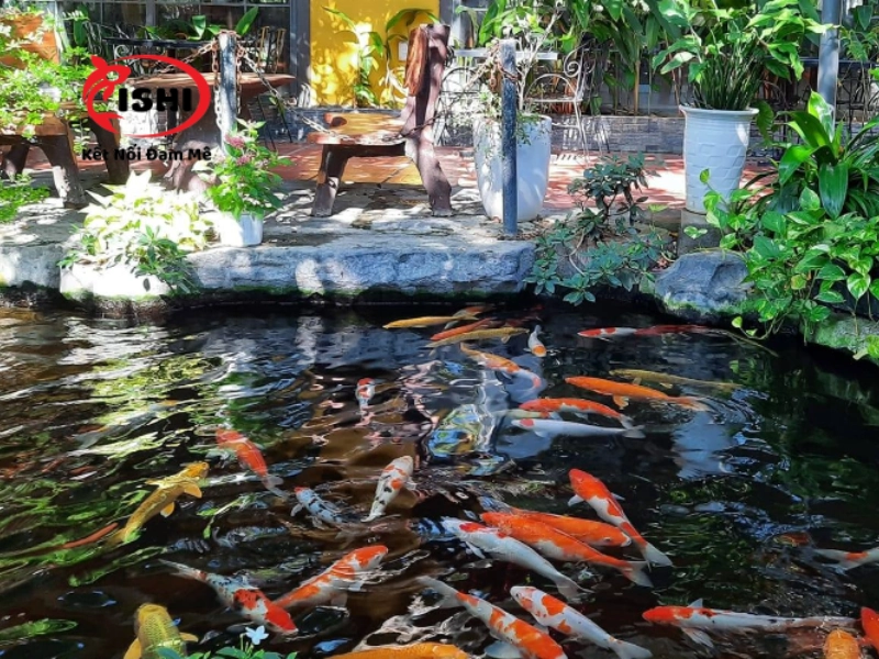 Thông tin liên hệ và chính sách bán hàng của IshiKoi Farm