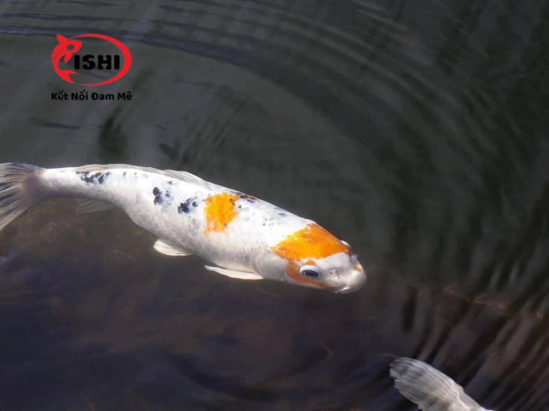 Cách ly cá koi bị thối đuôi