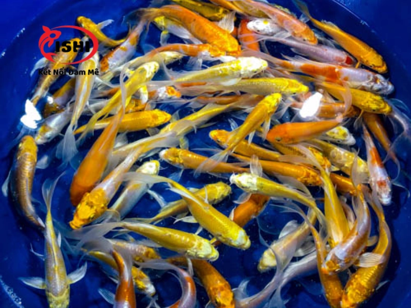 Chăm sóc và phòng bệnh cho cá koi mini