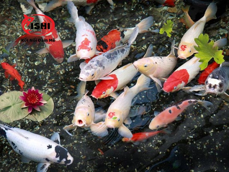 Các yếu tố cần cân nhắc khi chọn trại cá koi tại Bắc Kạn