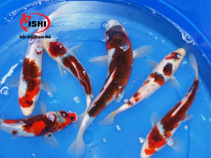 Nhu cầu mua cá Koi tại Đắk Lắk