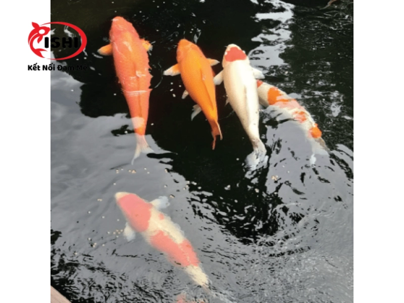 Cá koi Kohaku và Cá koi Benigoi