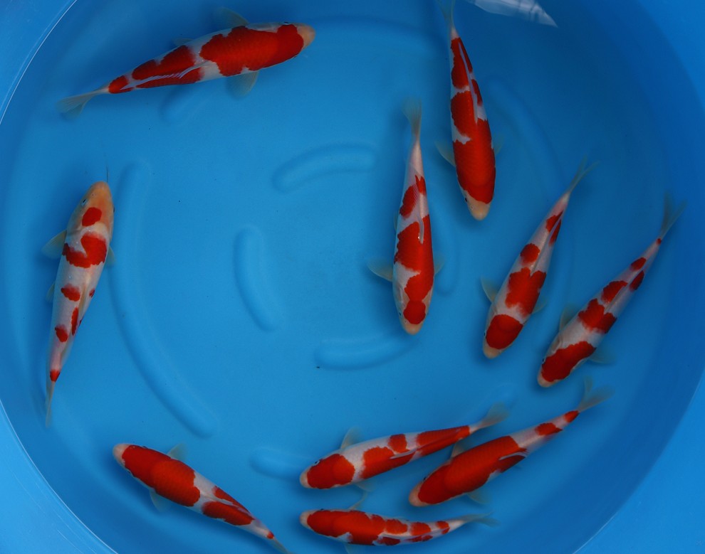 Event cá Koi - Nghe câu chuyện đằng sau sự thành công của ISHI KOI FARM