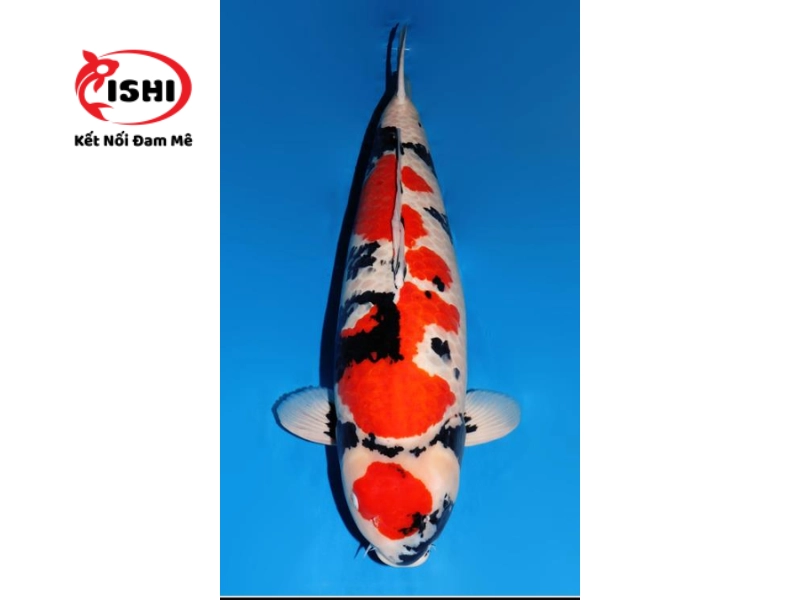 Cá koi Showa Sanshoku