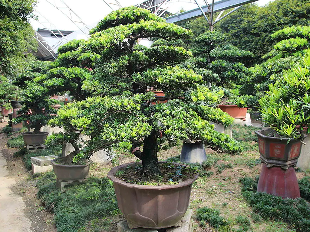 Cây tùng la hán Bonsai Cây tùng la hán Bonsai