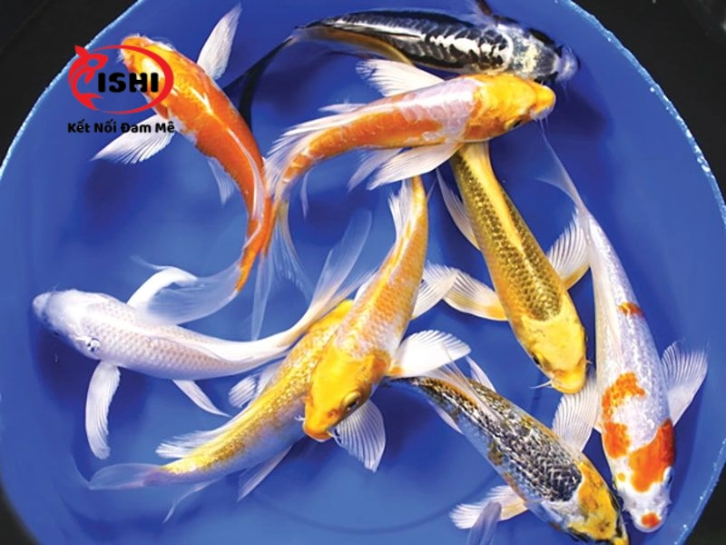 The Koi hay là địa chỉ quen thuộc của người chơi cá Koi tại Đà Nẵng