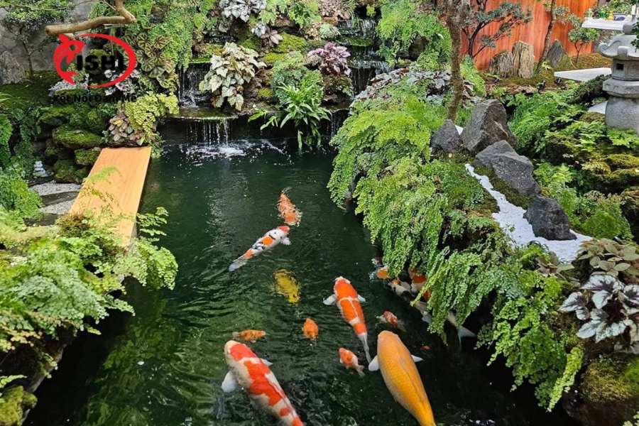 Trại Cá Koi Lạng Sơn Uy Tín & Chất Lượng Nhất Hiện Nay