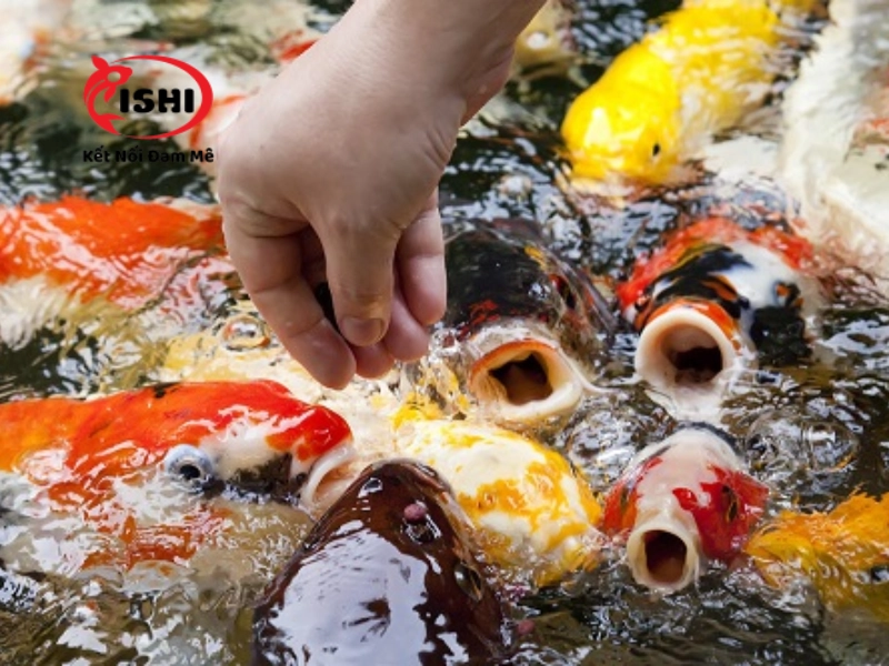 Hướng dẫn chăm sóc cá koi 