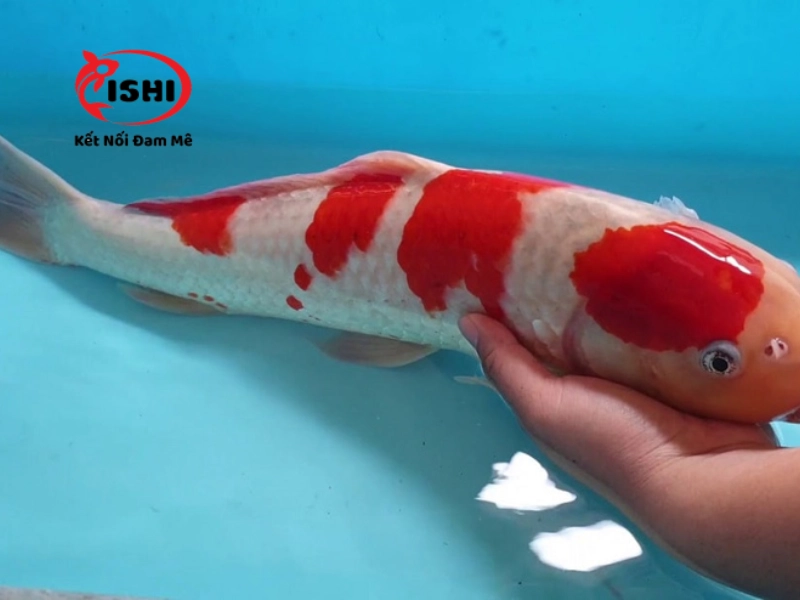 Những dấu hiệu khi cá koi bị sốc nước
