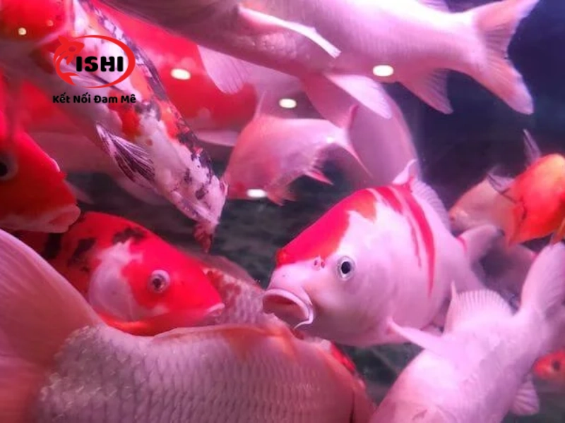 Những nguyên nhân khiến cá koi bị ngứa mình