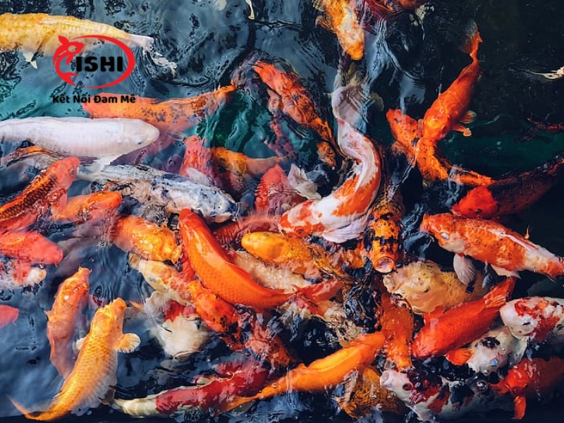 Các yếu tố cần cân nhắc khi lựa mua cá koi tại Điện Biên