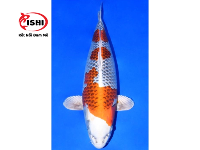Cá Koi Shiro Utsuri