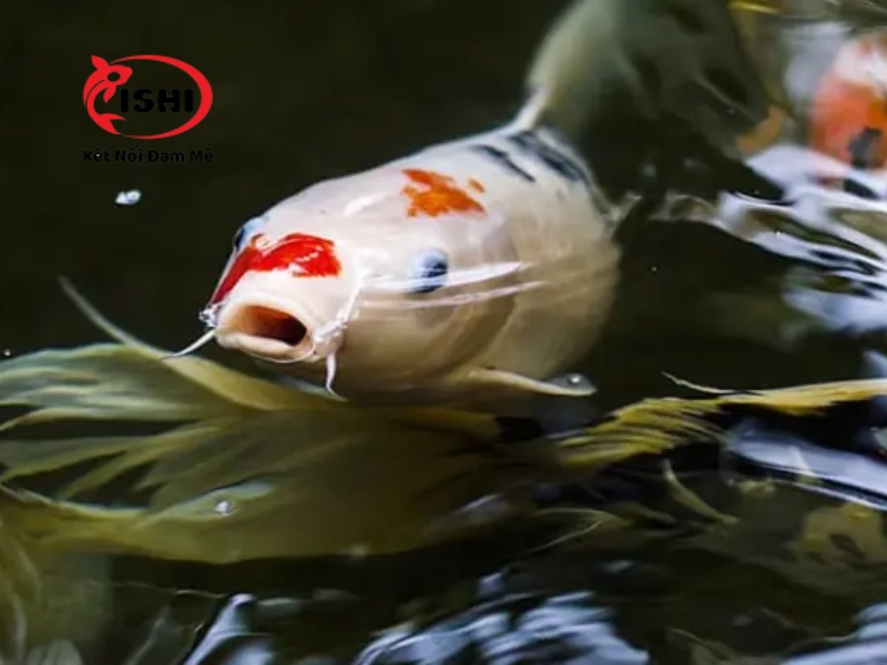 Khắc phục hiện tượng bị stress, mệt mỏi ở cá koi