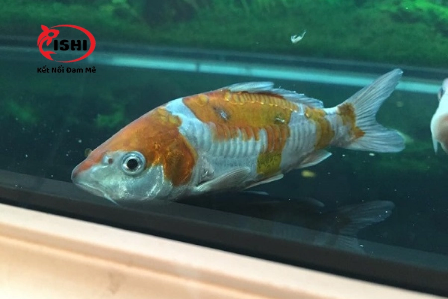 Bệnh Ngủ ở Cá Koi: Nguyên Nhân, Triệu Chứng Và Cách Điều Trị Hiệu Quả