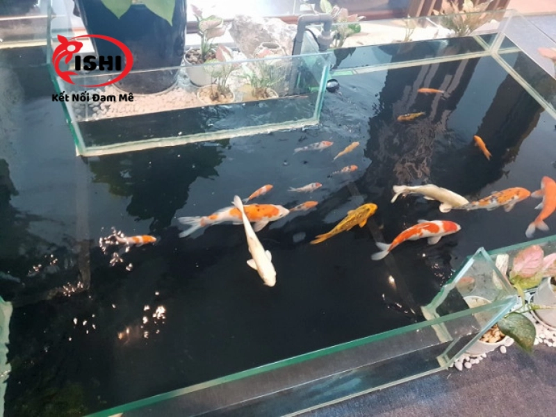 Giới thiệu về IshiKoi Farm