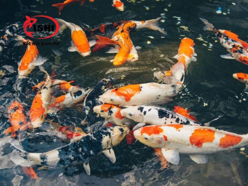 Giới thiệu về trại cá koi Ishikoi tại Bắc Kạn