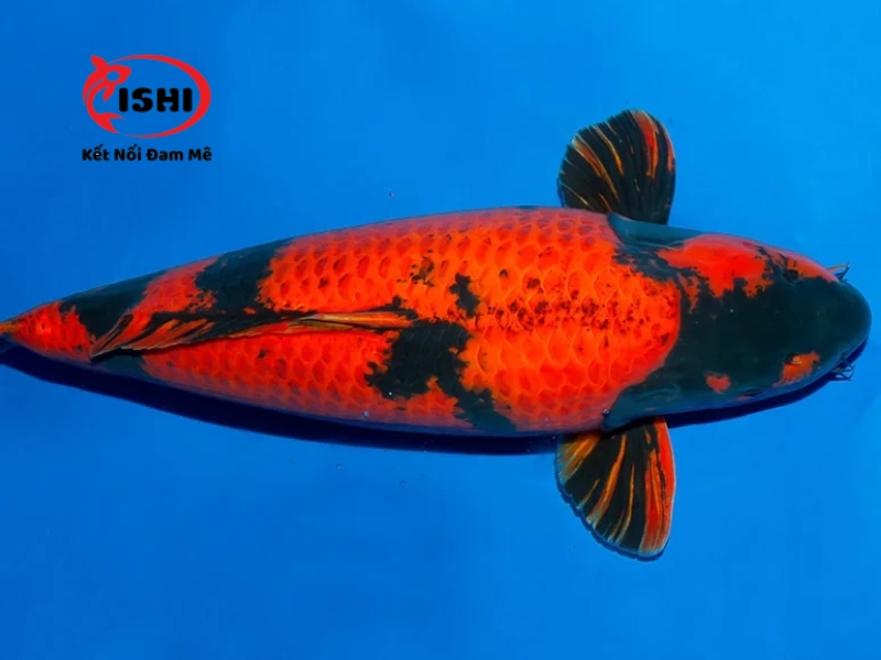Cá Koi Hi Utsuri