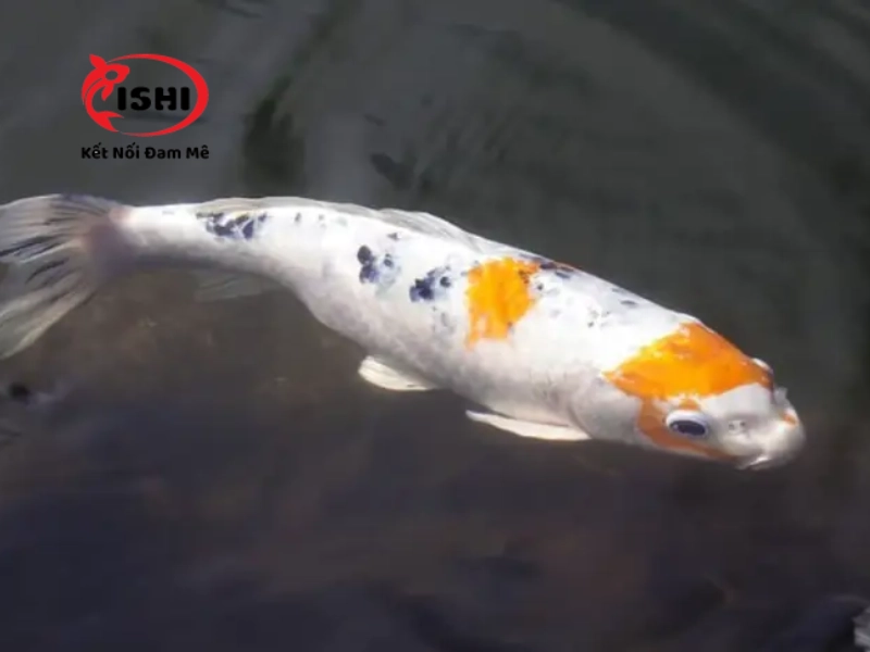 Những nguyên nhân khiến cá koi mới mua về không chịu ăn
