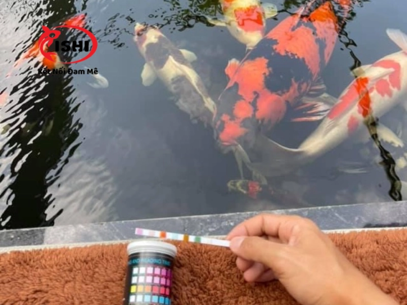 Cải thiện chất lượng nước khi nuôi cá Koi