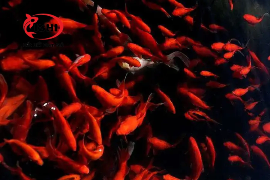 Địa Điểm Mua Cá Koi Uy Tín, Chất Lượng Tại Đăk Nông | IshiKoi Farm