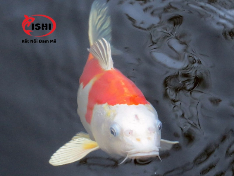 Những dấu hiệu cho thấy cá koi thiếu vitamin