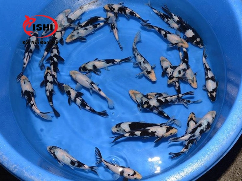 Cá koi Shiro Utsuri