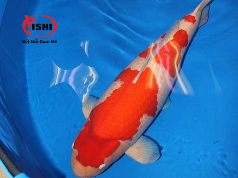 Cách điều trị bệnh ký sinh trùng đơn bào đốm trắng  White Spot Ich