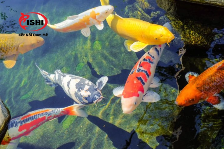 Hướng dẫn cách khắc phục cá Koi bơi ngửa bụng