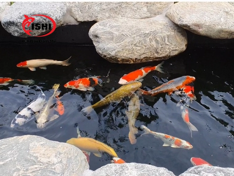 Phòng ngừa stress cho cá koi