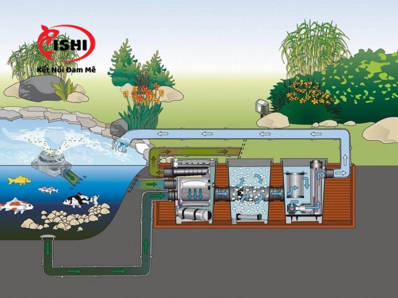 Tiêu chuẩn hệ thống lọc hồ cá koi