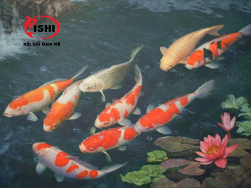 Trại cá koi Ishikoi tại Điện Biên