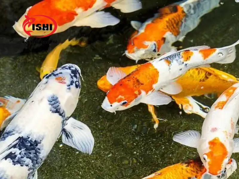 Các yếu tố cần cân nhắc khi lựa chọn mua cá koi tại Cao Bằng