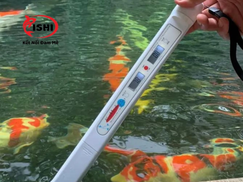 Điều chỉnh độ pH cho nước hồ cá Koi