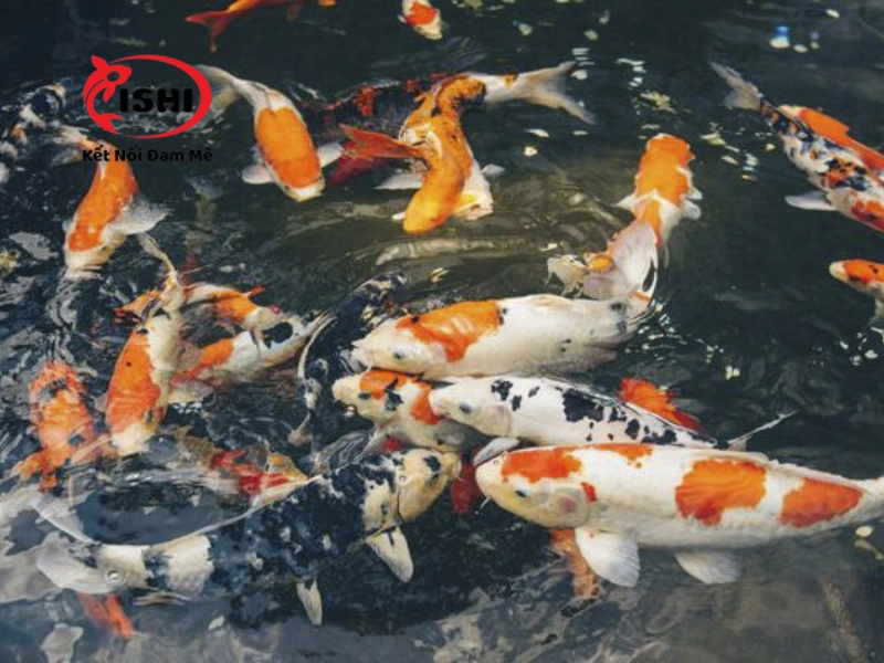 Tiêu chuẩn về độ ánh sáng của hồ cá Koi