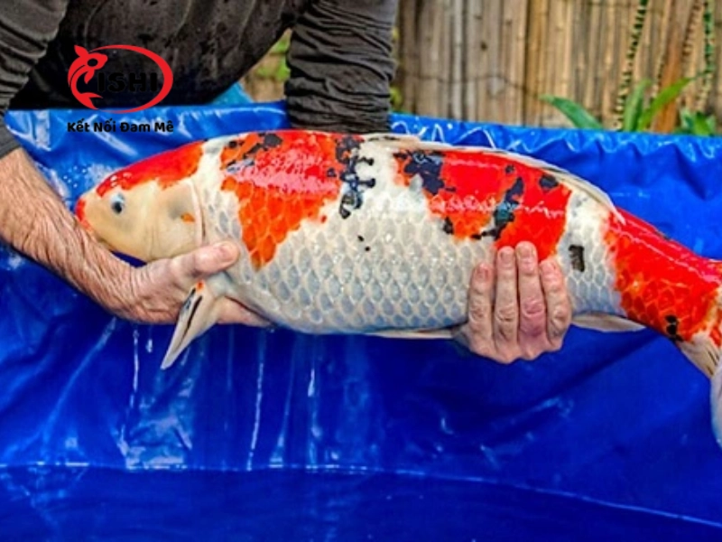 Hướng dẫn cách chăm sóc cá koi Hà Nam