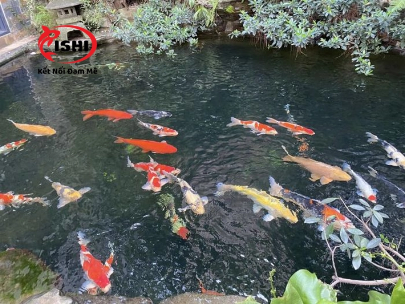 Koi Service là địa chỉ mua cá koi Đà Nẵng