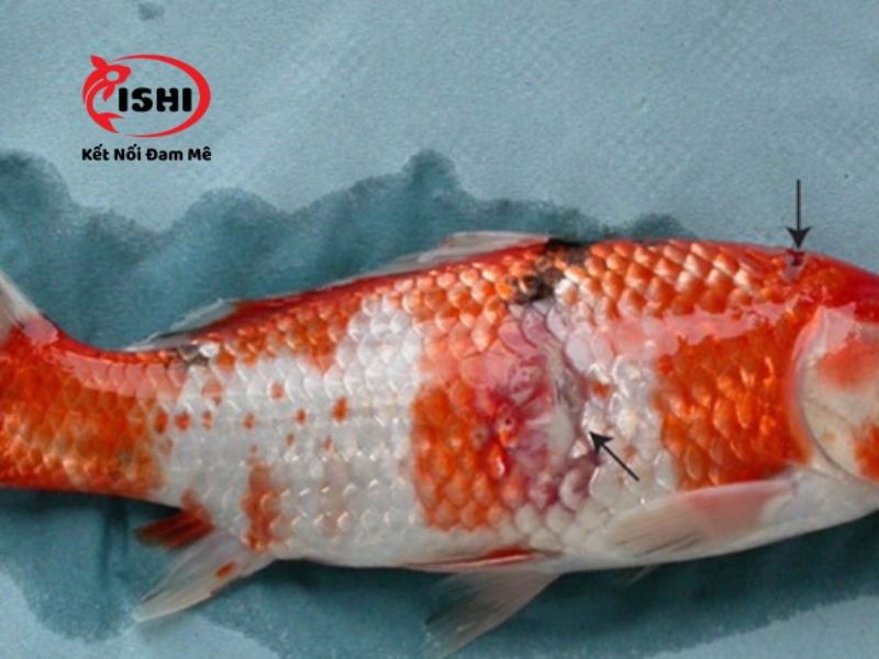 Những cách điều trị cá koi bị đỏ mình