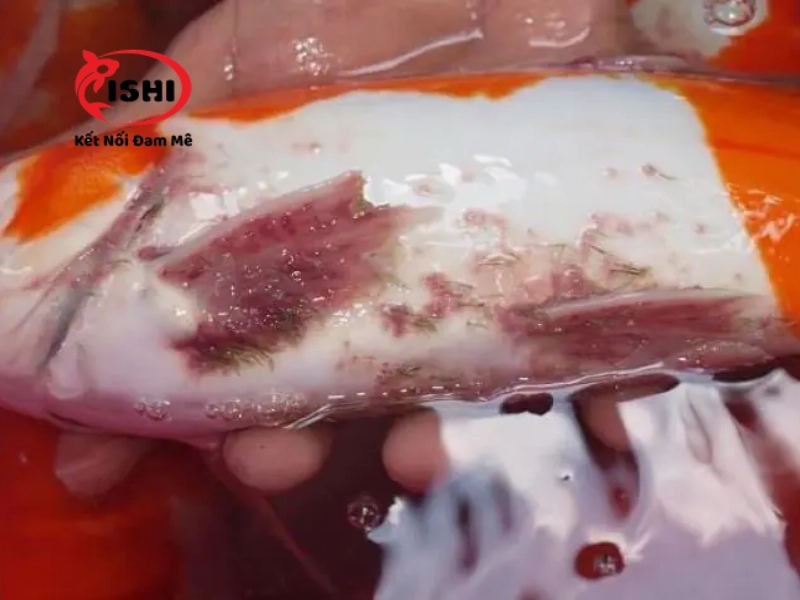 Những triệu chứng trùng mỏ neo tại cá koi