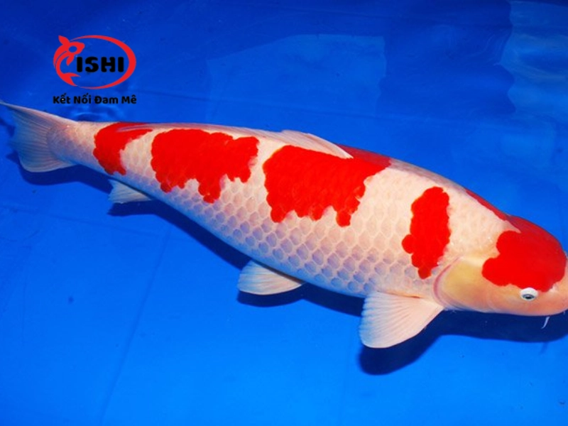 Cá koi Kohaku