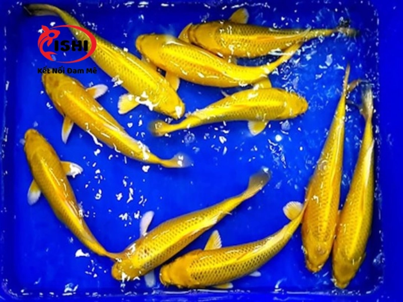 Sự phổ biến của dòng cá koi Karashi