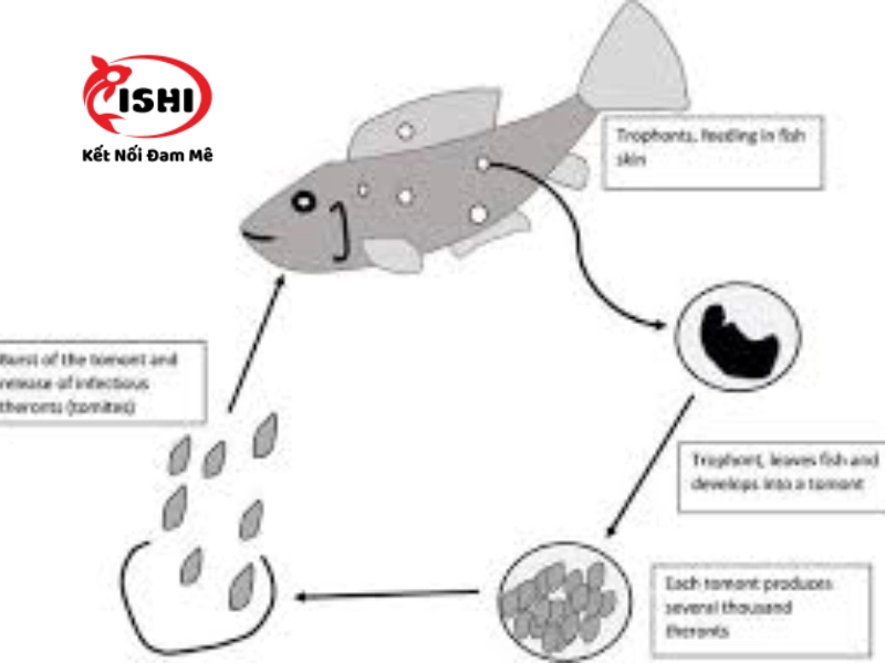 Vòng đời của ký sinh trùng Ich ở cá Koi