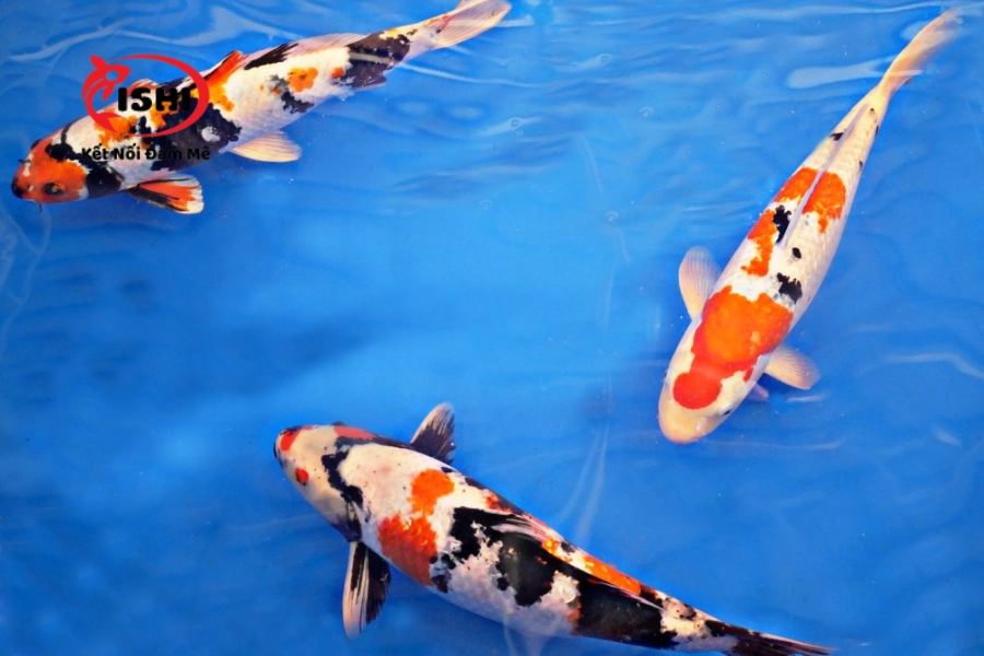 Cá Koi bị ngứa mình – Nguyên nhân và cách điều trị triệt để