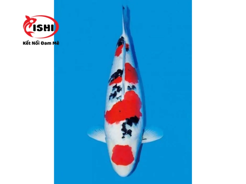 Giới thiệu về IshiKoi Farm