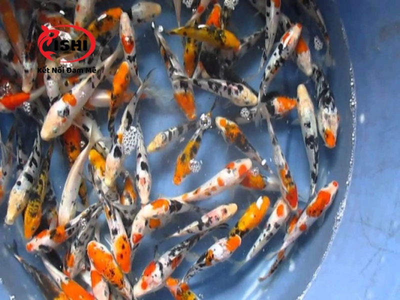 Ưu điểm khi mua cá Koi tại IshiKoi Farm