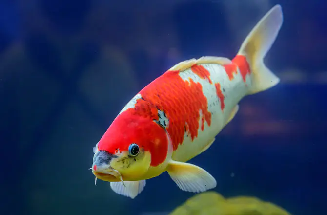 Cá Koi Mới Mua Về Không Chịu Ăn: Nguyên Nhân Và Cách Khắc Phục