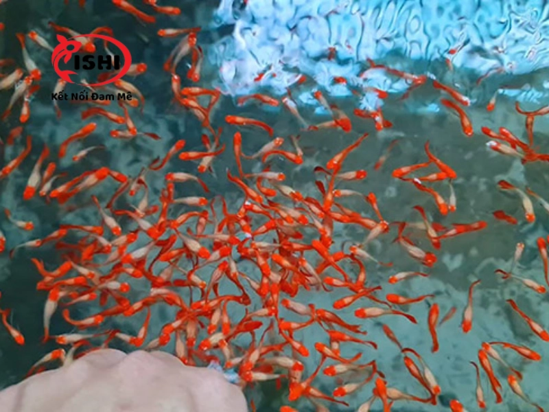 Thả cá mồi vào hồ cá Koi mới xây