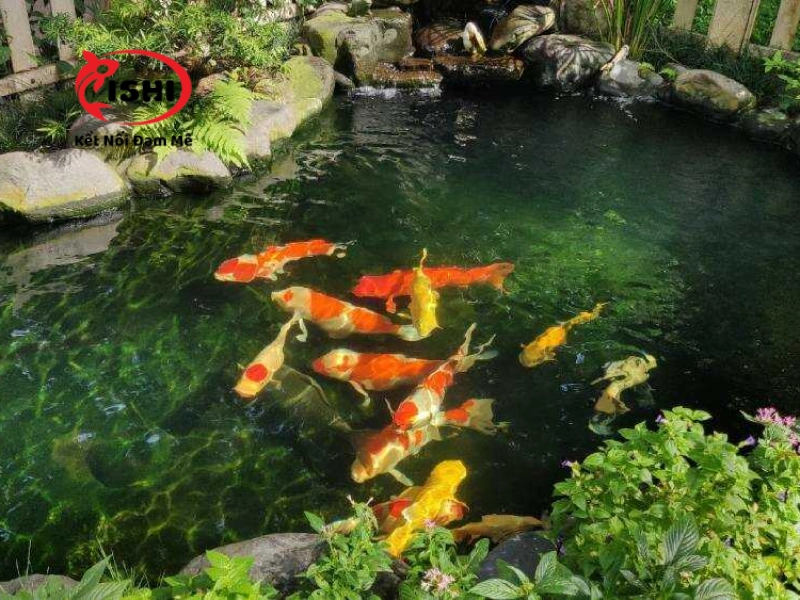 Cách phòng tránh cho cá koi bị ngứa mình