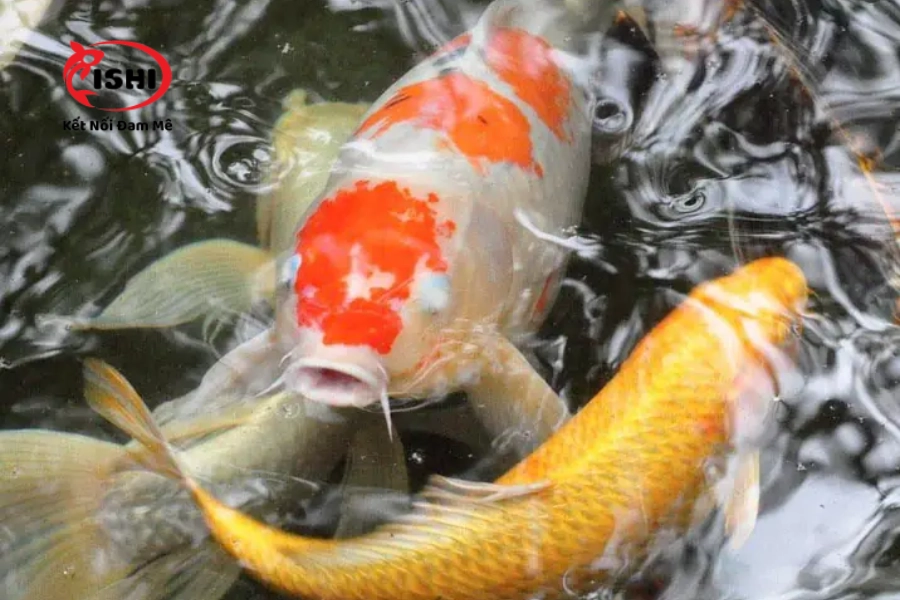 Cá Koi Bị Đục Mắt: Nguyên Nhân, Triệu Chứng & Cách Điều Trị Đúng Cách
